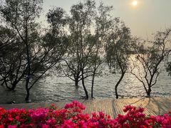 -宝安西湾红树林湿地公园