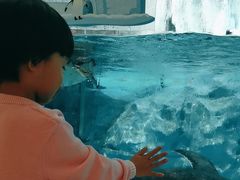 -帝企鹅自助餐厅•儿童岛•真企鹅(长隆企鹅酒店)