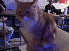 -平行世界·猫咖(首经贸店)