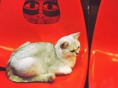 -猫咪博物馆(顶澳仔猫街店)