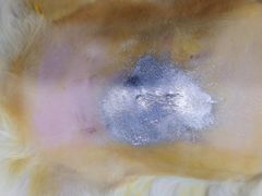 -佳雯宠物医院(金华南路分院)