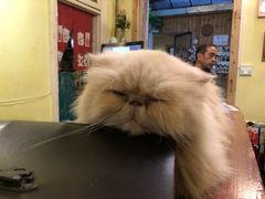 -猫色咖啡·猫咖