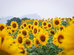 -光明小镇欢乐田园