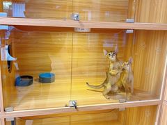 -猫十亿·布偶金渐层·曼基康矮脚猫舍(青年路店)