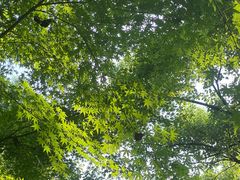 -杭州半山国家森林公园