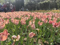 -石家庄市植物园