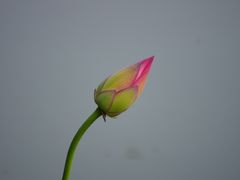 -嘉定紫藤园