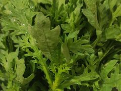 -草原传奇鲜羊火锅(桥北店)