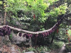 -杭州西湖风景名胜区-三生石