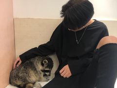 -浣熊柯尔鸭土拨鼠·电玩咖