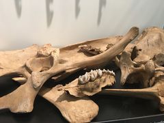 -丹麦国家博物馆