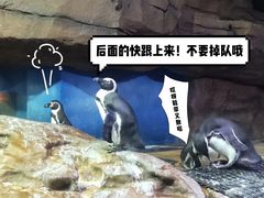 -海合安武汉极地海洋公园