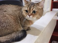 -艾贝尔宠物医院 ·内科全科(梁溪路店)