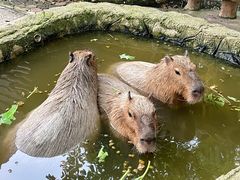 -上海野生动物园