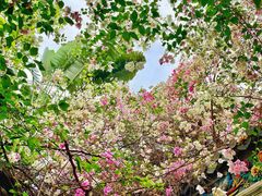 -深圳国际园林花卉博览园