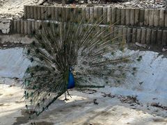 -栾川竹海野生动物园