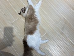 -momokira米努特·德文卷毛猫·棉花面纱犬