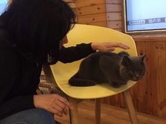-猫的茶·猫咖