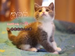 -Bastet sally猫舍购宠(静安店)