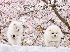 -龙美术馆(西岸馆)