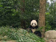 -中国大熊猫保护研究中心雅安碧峰峡基地