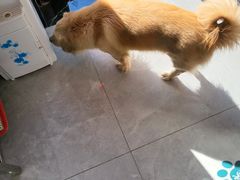 -瑞派长江宠物医院·猫科·外科·24小时夜护(谊城公寓分院)