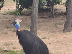 -西霞口神雕山野生动物世界