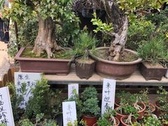 -万商花鸟市场