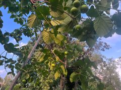 -四川大学(华西校区)