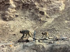 -石家庄市动物园