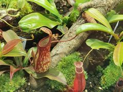 -国家植物园南园