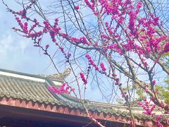 -望江楼公园