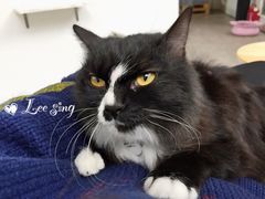 -有猫主题·治愈系猫咖(曾厝垵店)