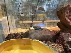 -酷以爬仙阁实体爬宠店·守宫·蜥蜴·专业繁育
