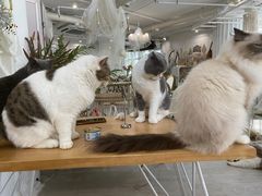 -共舞时光猫咖·狗咖(新街口店)