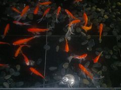 -怡和春天大酒楼(柳芳店)
