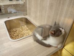 -飞行喵MR PILOT|猫舍·猫咖(静安大融城店)