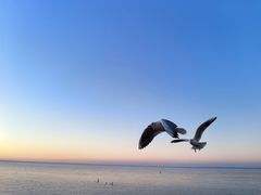 -哈素海