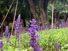 -深圳仙湖植物园