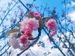 -天适樱花悠乐园