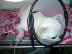 -畜牧兽医站(共江路店)