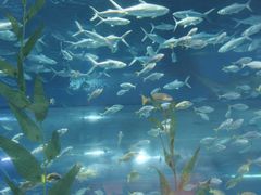 -海合安武汉极地海洋公园