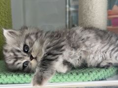 -babydoll猫舍·米努特·德文·缅因(久光中心店)