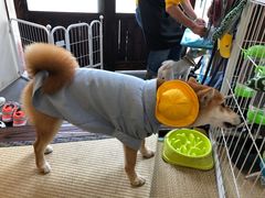 -逗柴咖啡屋·狗咖猫咖宠物桌游