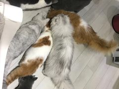 -喵的天空名猫咖啡馆·撸猫·猫舍·用品