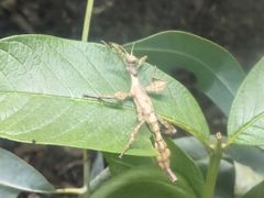 -上海大自然野生昆虫馆