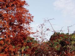 -厦门园林博览苑
