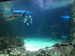 -悉尼海洋生物水族馆