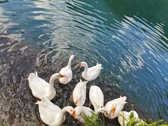 -靖西鹅泉风景区