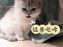 -BABIT巴比特宠物(MOMOPARK店)